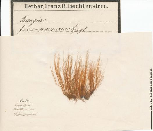 Bangia fuscopurpurea.jpg